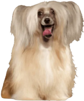 Chinesischer Schopfhund