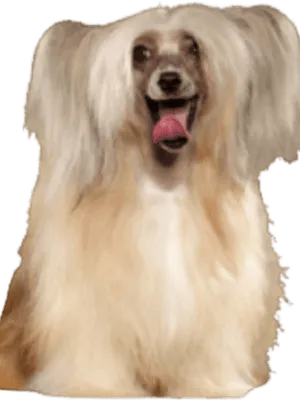 Chinesischer Schopfhund