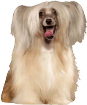 Chinesischer Schopfhund