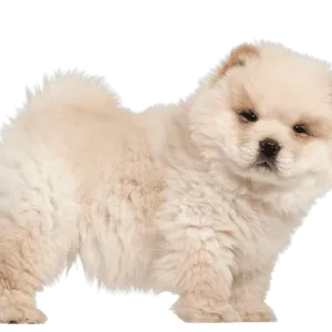 Chow Chow (2)
