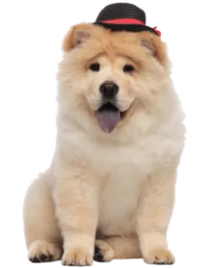 Chow Chow (6)