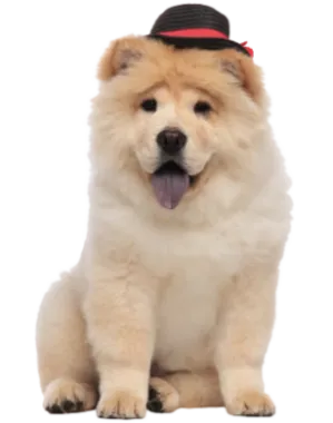 Chow Chow (6)