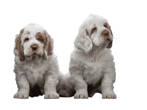 Clumber Spaniel (6)