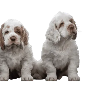 Clumber Spaniel (6)