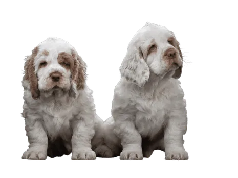 Clumber Spaniel (6)