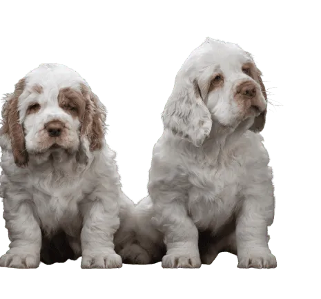 Clumber Spaniel (6)