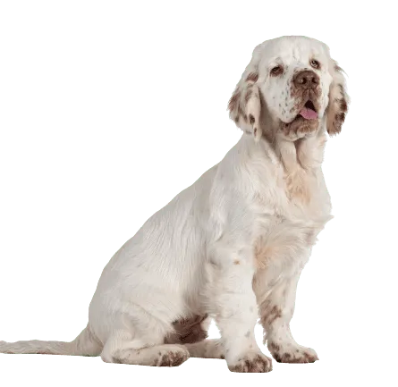 Clumber Spaniel (5)