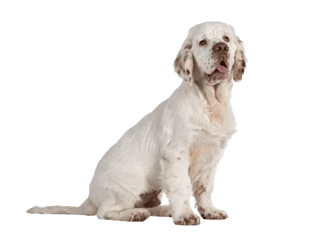 Clumber Spaniel (5)