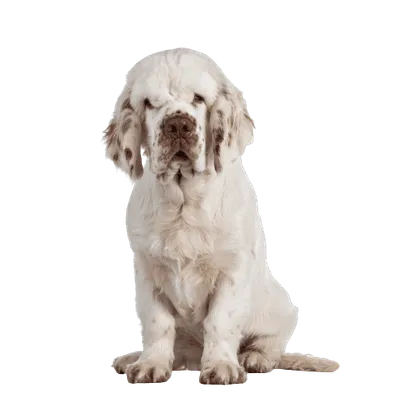 Clumber Spaniel (3)