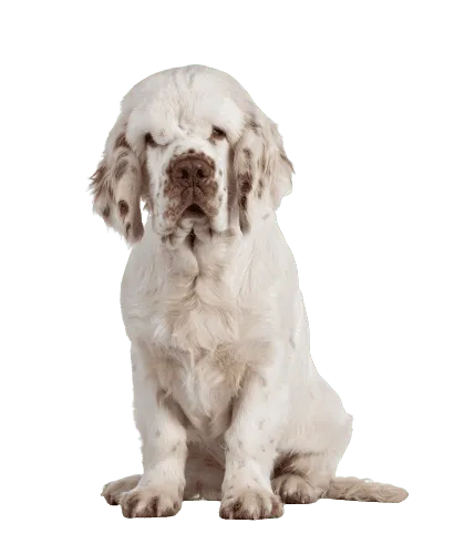 Clumber Spaniel (3)