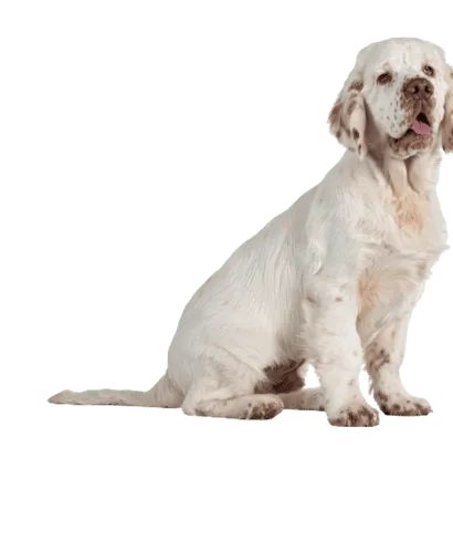 Clumber_Spaniel_6