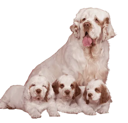 Clumber Spaniel (2)