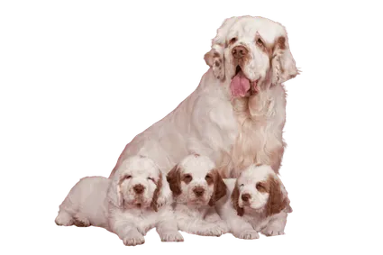 Clumber Spaniel (2)