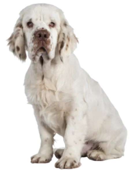 Clumber Spaniel