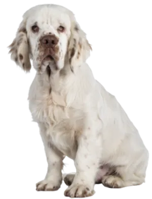 Clumber Spaniel