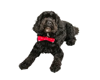 Cockapoo (4)