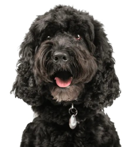 Cockapoo Profile