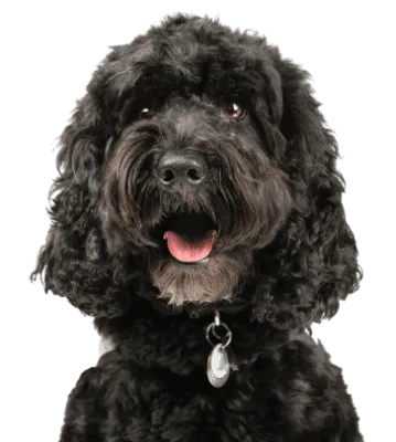 Cockapoo Profile