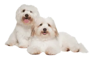 Coton de Tulear