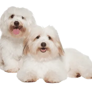 Coton de Tulear