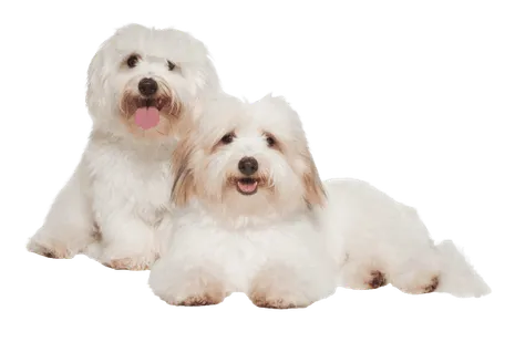 Coton de Tulear