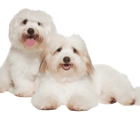 Coton de Tulear