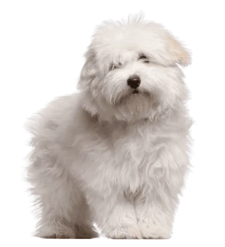 Coton de Tulear
