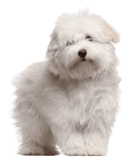 Coton de Tulear