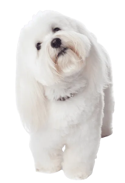 Coton de Tulear