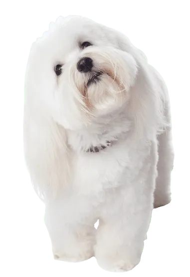 Coton de Tulear
