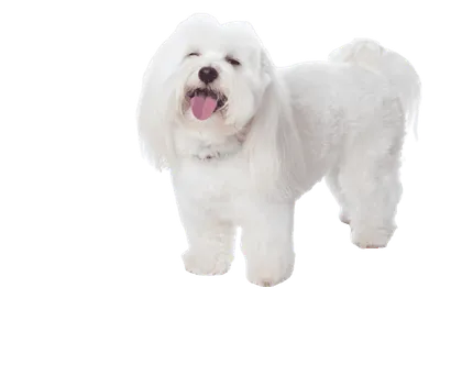 Coton de Tulear