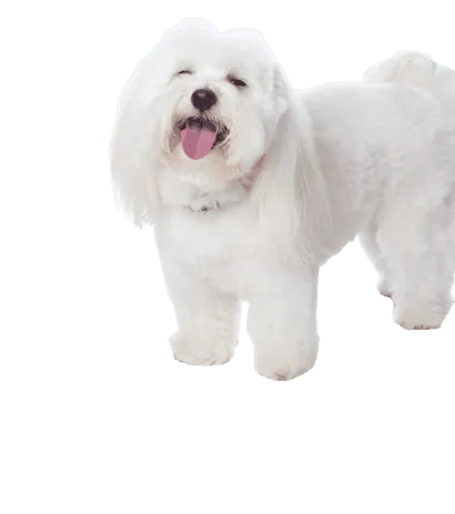 Coton de Tulear