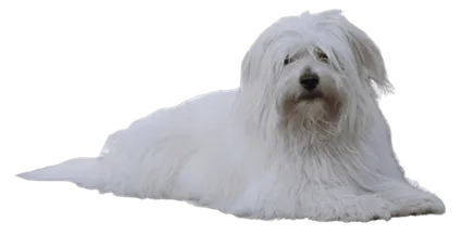 Coton de Tulear