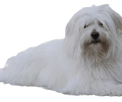 Coton de Tulear