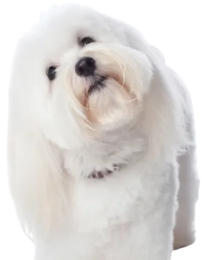 Coton de Tulear