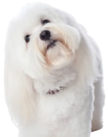 Coton de Tulear