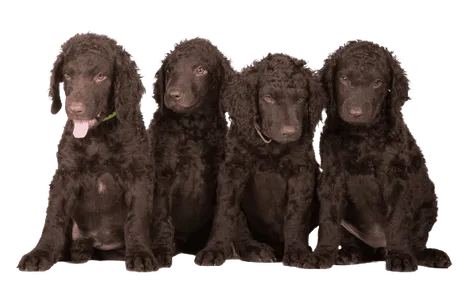 Curly-Coated Retriever (6)
