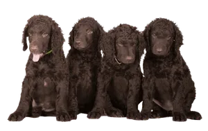 Curly-Coated Retriever (6)