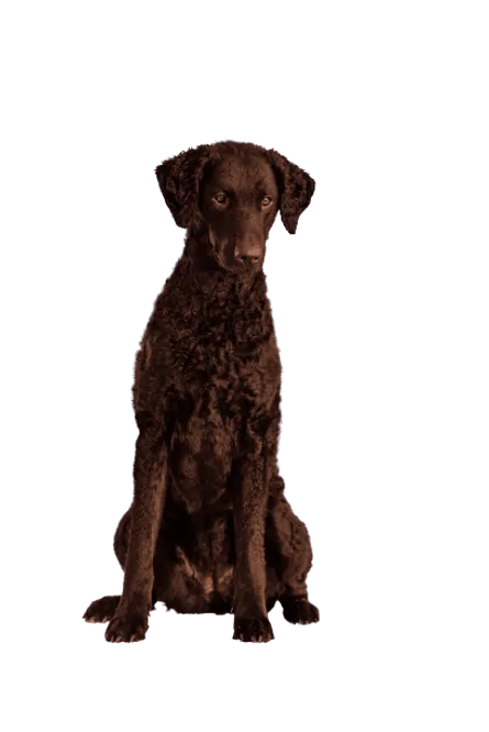 Curly-Coated Retriever