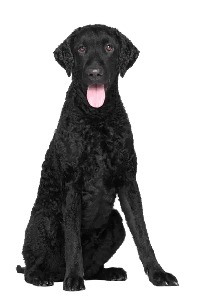 Curly-Coated Retriever