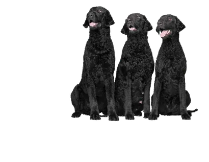 Curly-Coated Retriever
