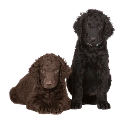 Curly-Coated Retriever