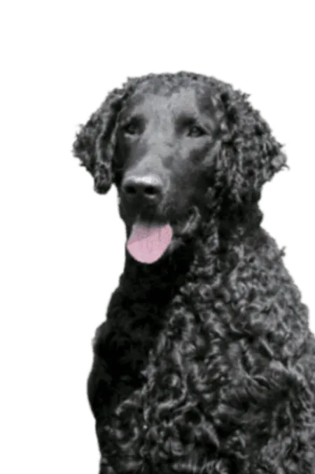 Curly-Coated Retriever