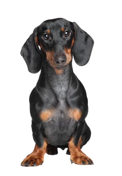 Dachshund 1