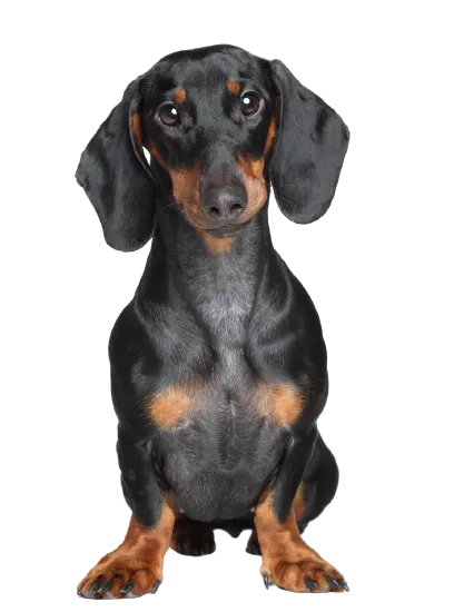 Dachshund 1