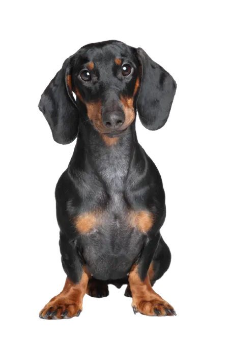 Dachshund 1