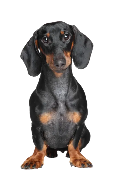 Dachshund 1