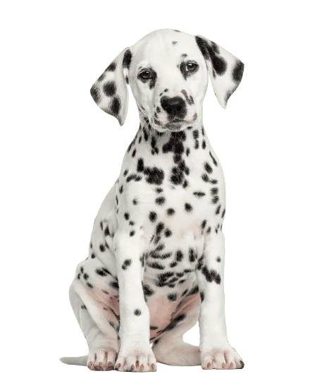 Dalmatiner Puppy