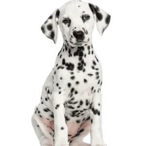 Dalmatiner Puppy