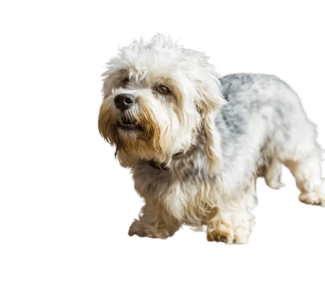 Dandie Dinmont Terrier